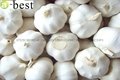 Pure white  fresh garlic 3