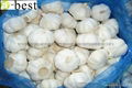 Pure white  fresh garlic 6