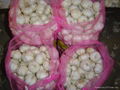 NEW  PURE WHITE Fresh Garlic