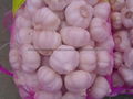 NEW  PURE WHITE Fresh Garlic