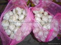 Chinese new crops Fresh Garlic 1