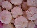 Chinese new crops Fresh Garlic 2