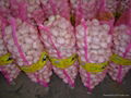 Chinese new crops Fresh Garlic 3