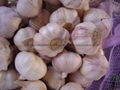 Chinese new crops Fresh Garlic 4