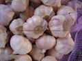 Chinese new crops Fresh Garlic