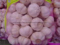 Chinese new crops Fresh Garlic 5