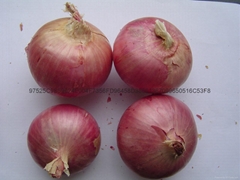 Fresh red onion