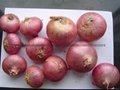 Fresh red onion 4