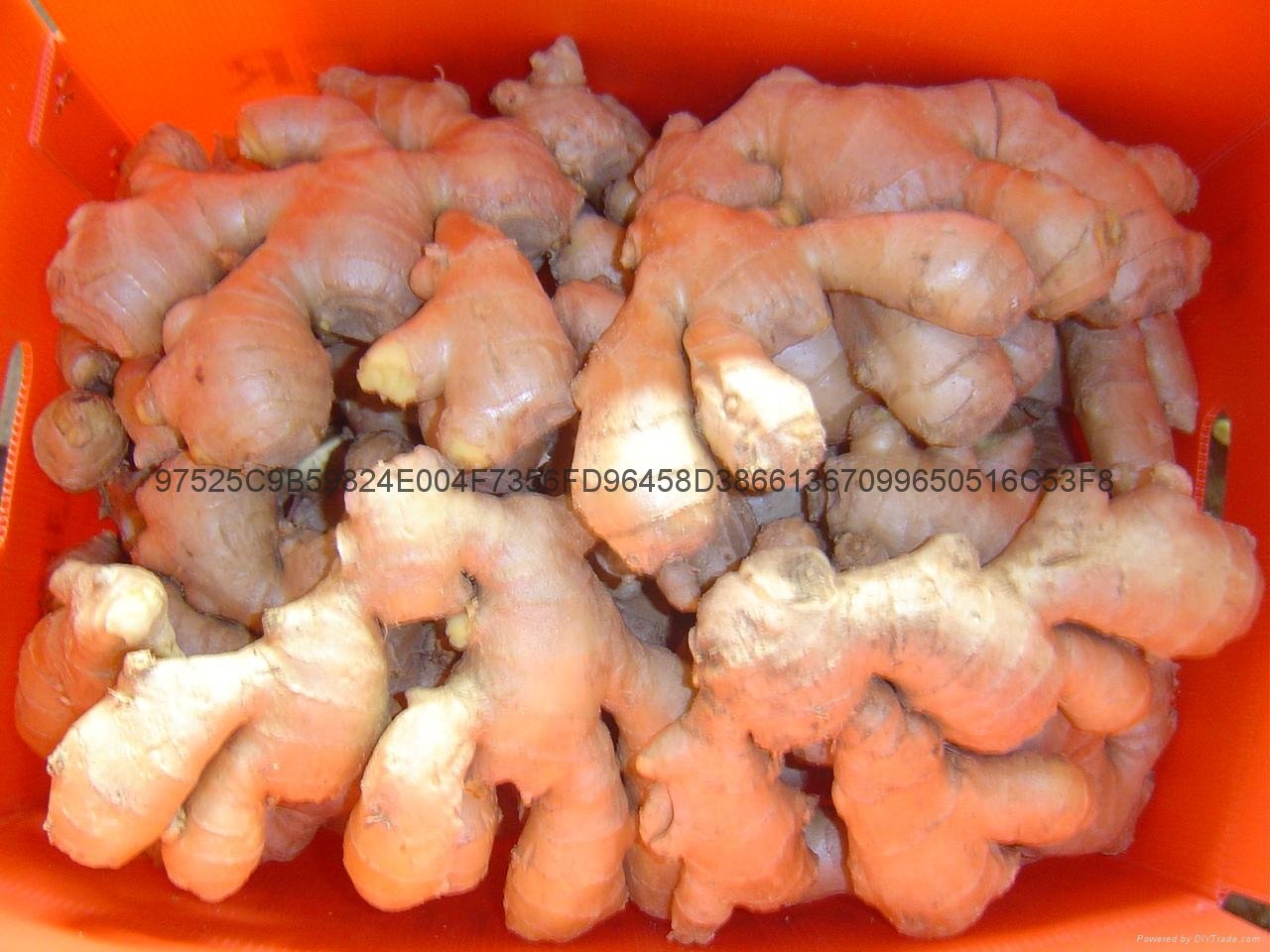  NEW AIR DRIED GINGER 2