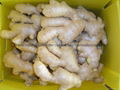  NEW AIR DRIED GINGER 1