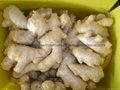  NEW AIR DRIED GINGER 20