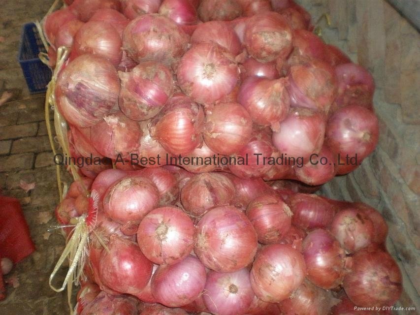 Fresh red onion 7