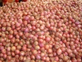 Fresh red onion 6