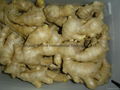 WASHED AND AIR DRIED GINGER 20