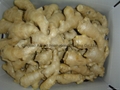 CLEARED AND AIR DRIED GINGER 18