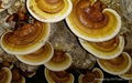 Ganoderma lucidum 1