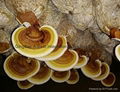 Ganoderma lucidum 2