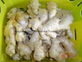  Air dried Ginger 8