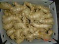  Air dried Ginger 12