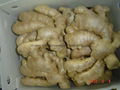  Air dried Ginger 13