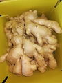  Air dried Ginger 19