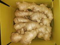  Air dried Ginger 20