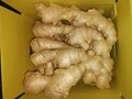 Organic Air dried Ginger