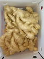 Chinese Jumbo  Fresh Ginger
