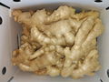 Chinese Jumbo  Fresh Ginger 19