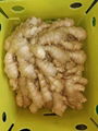 2024 AIR DRIED GINGER