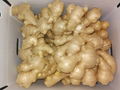 2024 New Chinese fresh ginger 4