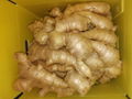 2024 Chinese Fresh air dry Ginger