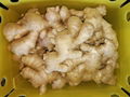 2024 GAP FRESH AIR DRIED GINGER