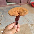 Ganoderma lucidum