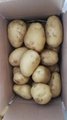 New Fresh holland potato