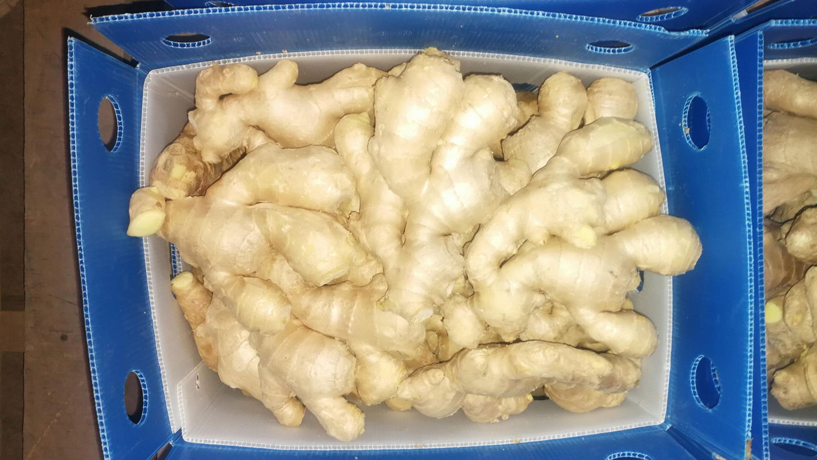 JUMBO FRESH GINGER 2