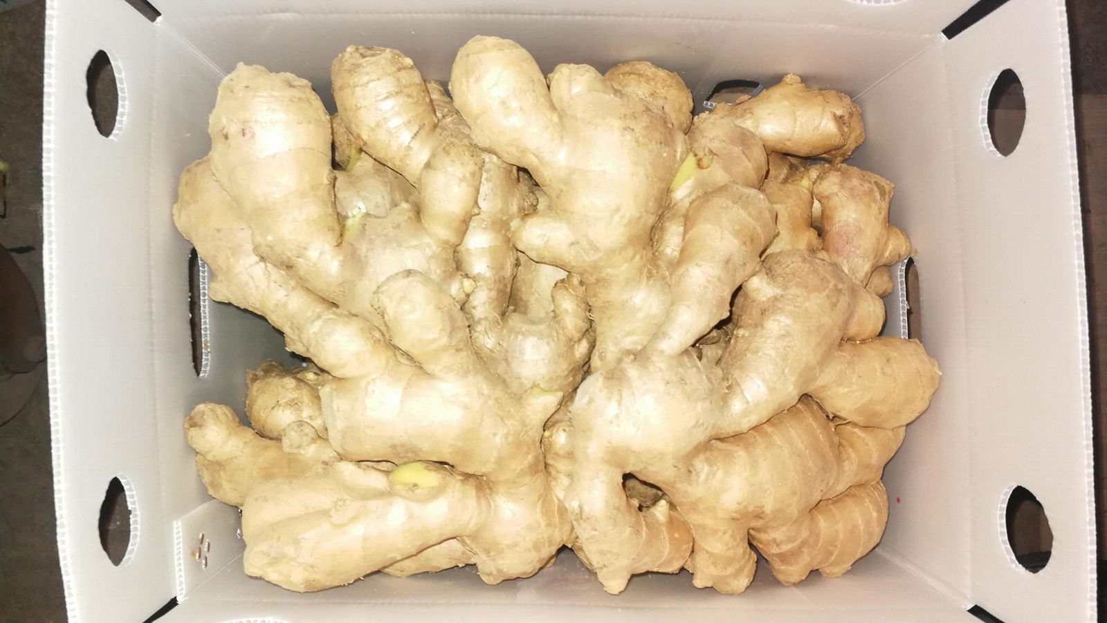 JUMBO FRESH GINGER 4