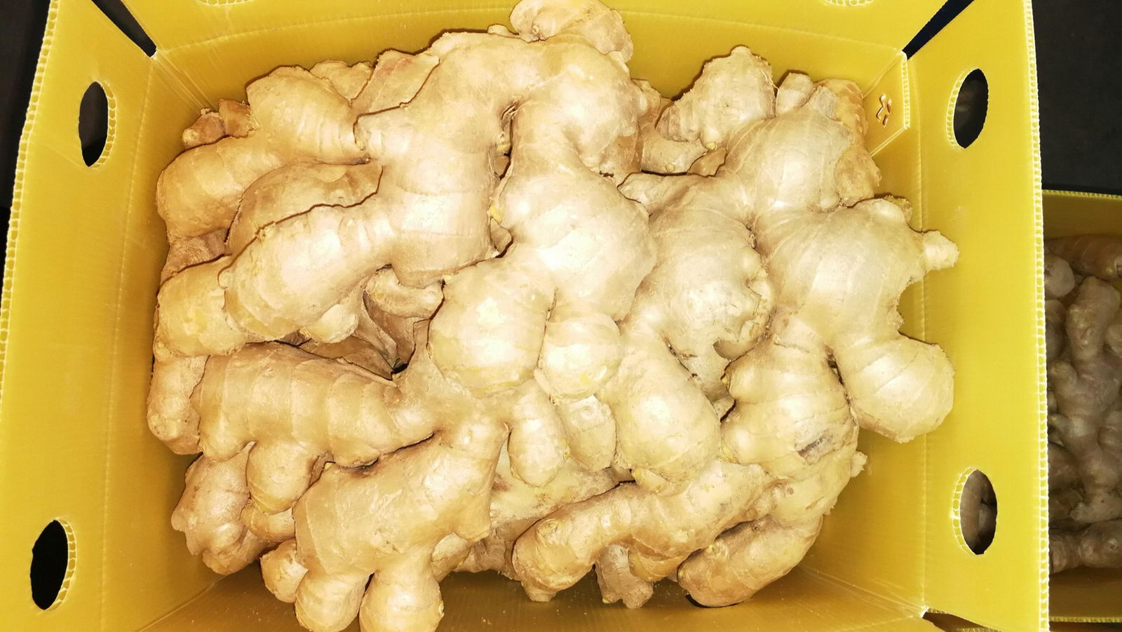 GINGER (FRESH) 3