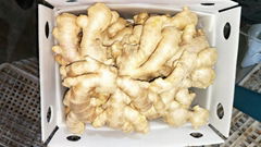 2024 Air dried fresh ginger