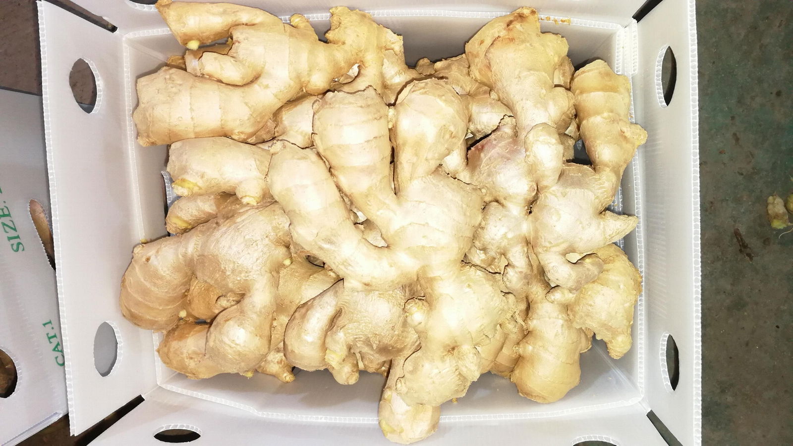 2023 Air dried fresh ginger 2