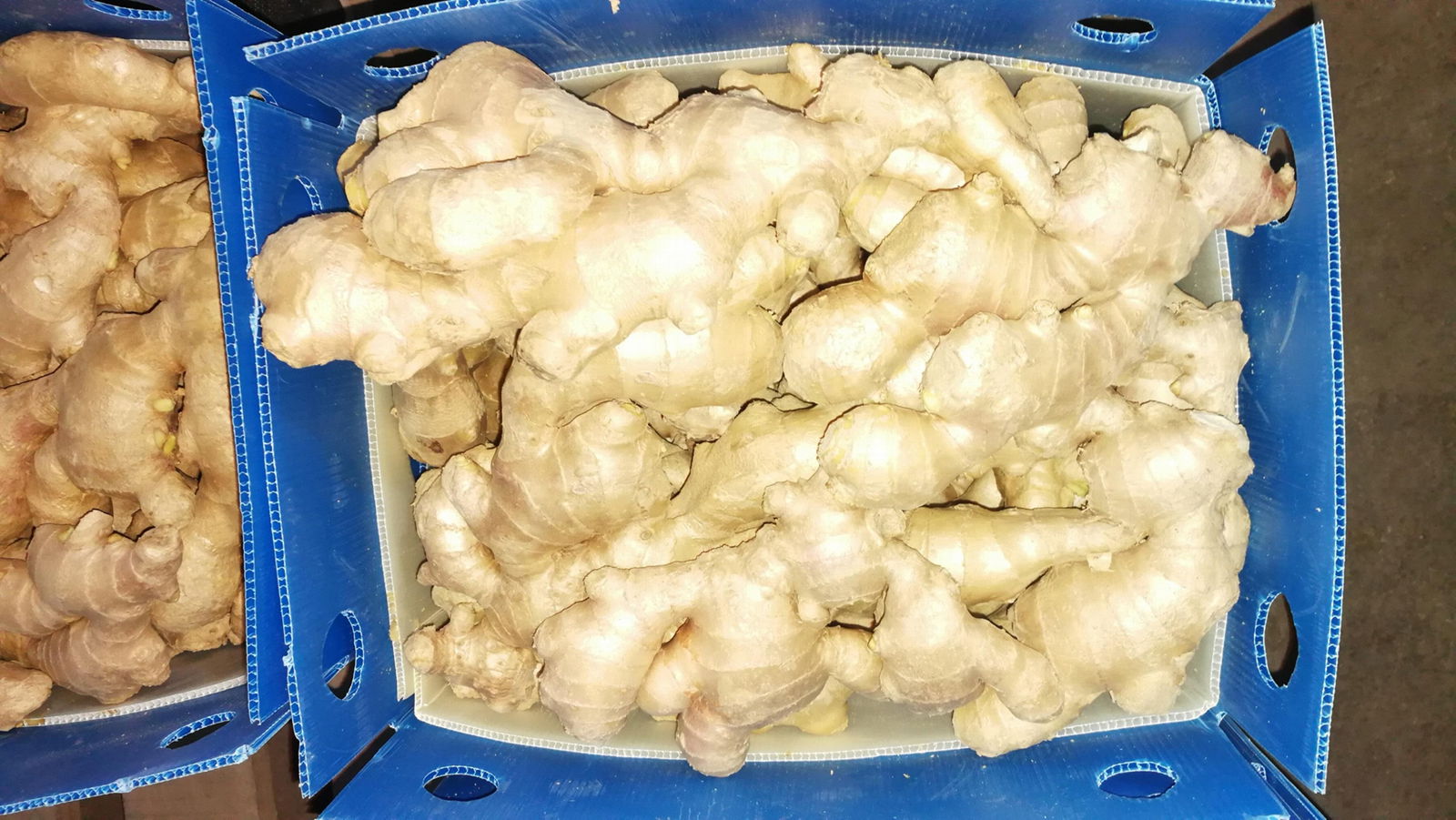 2023 Air dried fresh ginger 5