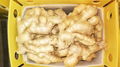 2024 Air dried fresh ginger 8