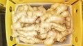 2022 Air dried fresh ginger
