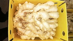 2024 Air-dried Fresh ginger 