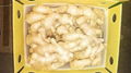 2025 Air-dried Fresh ginger  4