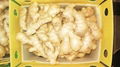 2024 Air-dried Fresh ginger  5