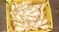 2024 Air-dried Fresh ginger  6