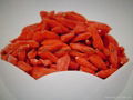 Goji berry （Lowe pesticides） 1