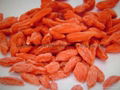 Goji berry （Lowe pesticides） 2