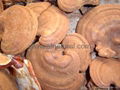 Ganoderma lucidum 4